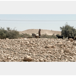 מתנחל עם עדר, ראס עין אל־עוג'ה, בקעת הירדן, 2025