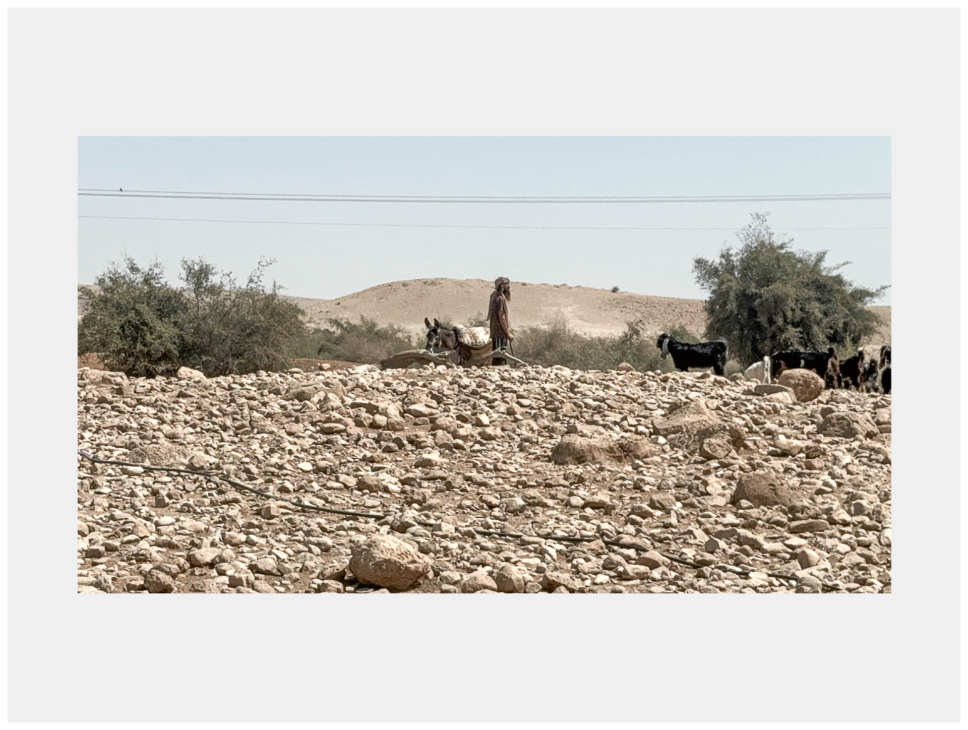 מתנחל עם עדר, ראס עין אל־עוג'ה, בקעת הירדן, 2025