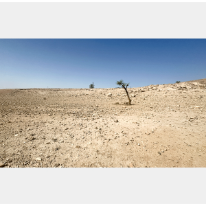 The Beauty of Ras ‘Ein al-’Auja, Ras ‘Ein al-’Auja, Jordan Valley, 2025